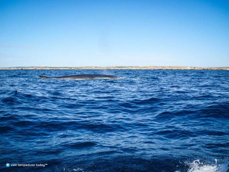 I tesori del Mediterraneo: I cetacei delle Pelagie