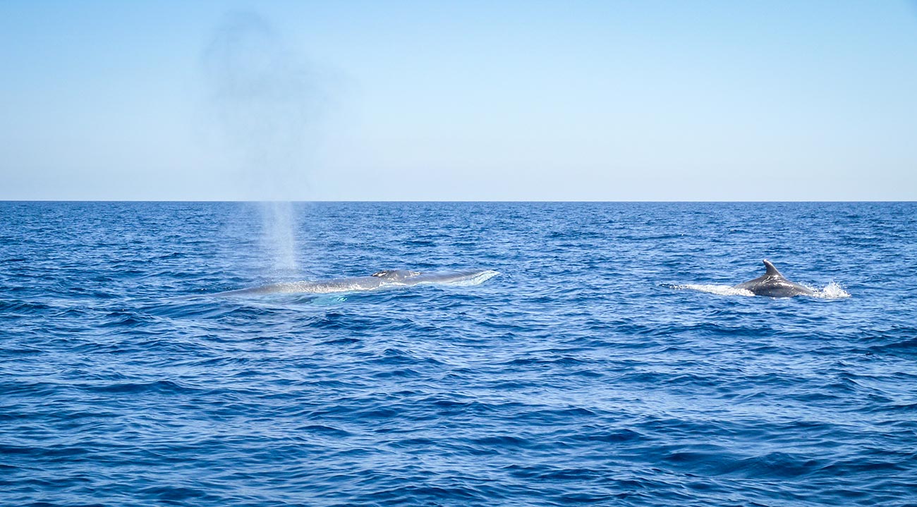 Isole Pelagie: l’arcipelago dei delfini e delle balene