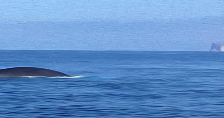 Va in scena lo spettacolo delle balene a Lampedusa