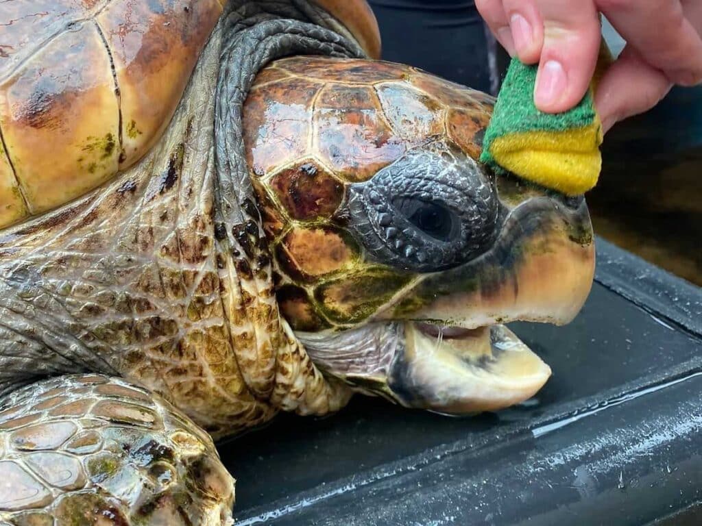 Le Tartarughe hanno bisogno di VOI! - Lampedusa Turtle Rescue
